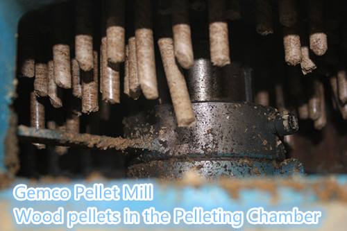 Wood pellets in the pelleting chamber